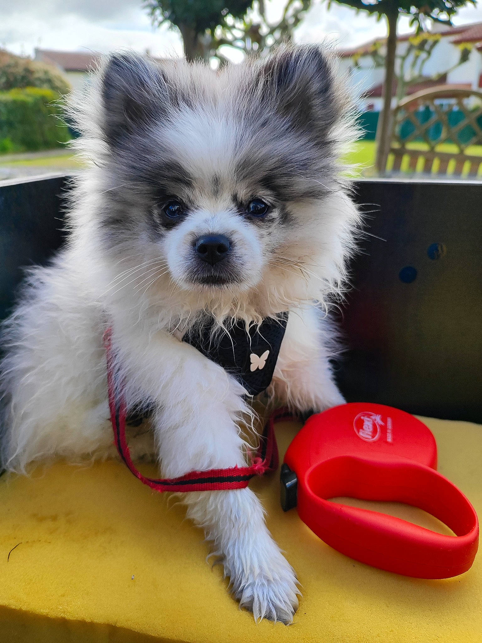 Pixel participe au concours pour gagner de l'argent avec cette photo : canidae, carmine, carnivore, companion_dog, dog, dog_breed, dog_supply, fawn, fur, german_spitz, german_spitz_klein, german_spitz_mittel, mammal, spitz, sporting_group, toy_dog, vertebrate, volpino_italiano, whiskers, working_animal