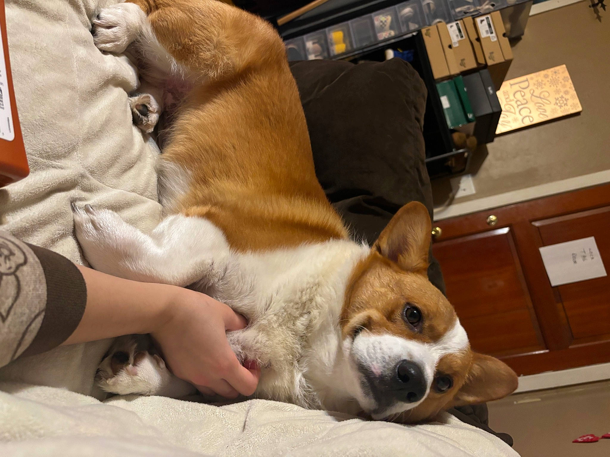 Mochi joined the competition — help win amazing prizes! ancient_dog_breeds, basenji, canidae, carnivore, comfort, companion_dog, dog, dog_breed, dog_sports, ear, fawn, fur, mammal, non_sporting_group, paw, snout, sporting_group, toy_dog, whiskers, working_animal