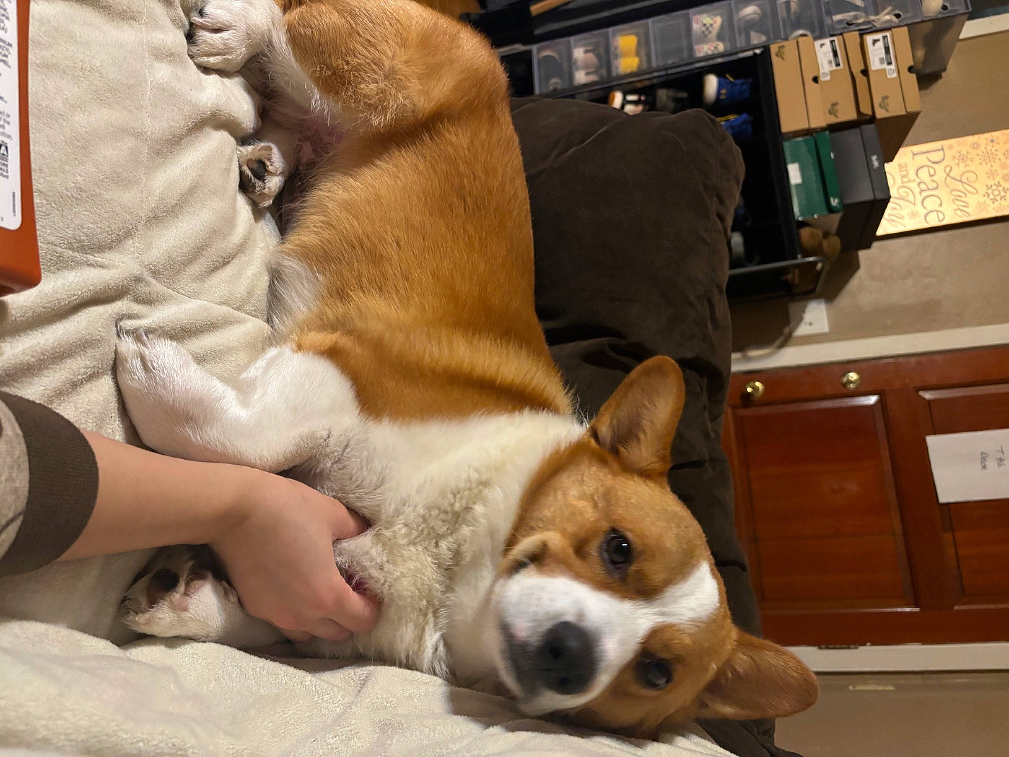 Mochi is registered to the contest to win money with this photo: cabinetry, canidae, cardigan_welsh_corgi, carnivore, chest_of_drawers, comfort, companion_dog, couch, cupboard, dog, dog_breed, drawer, fawn, foot, fur, human_leg, mammal, sporting_group, whiskers, working_animal