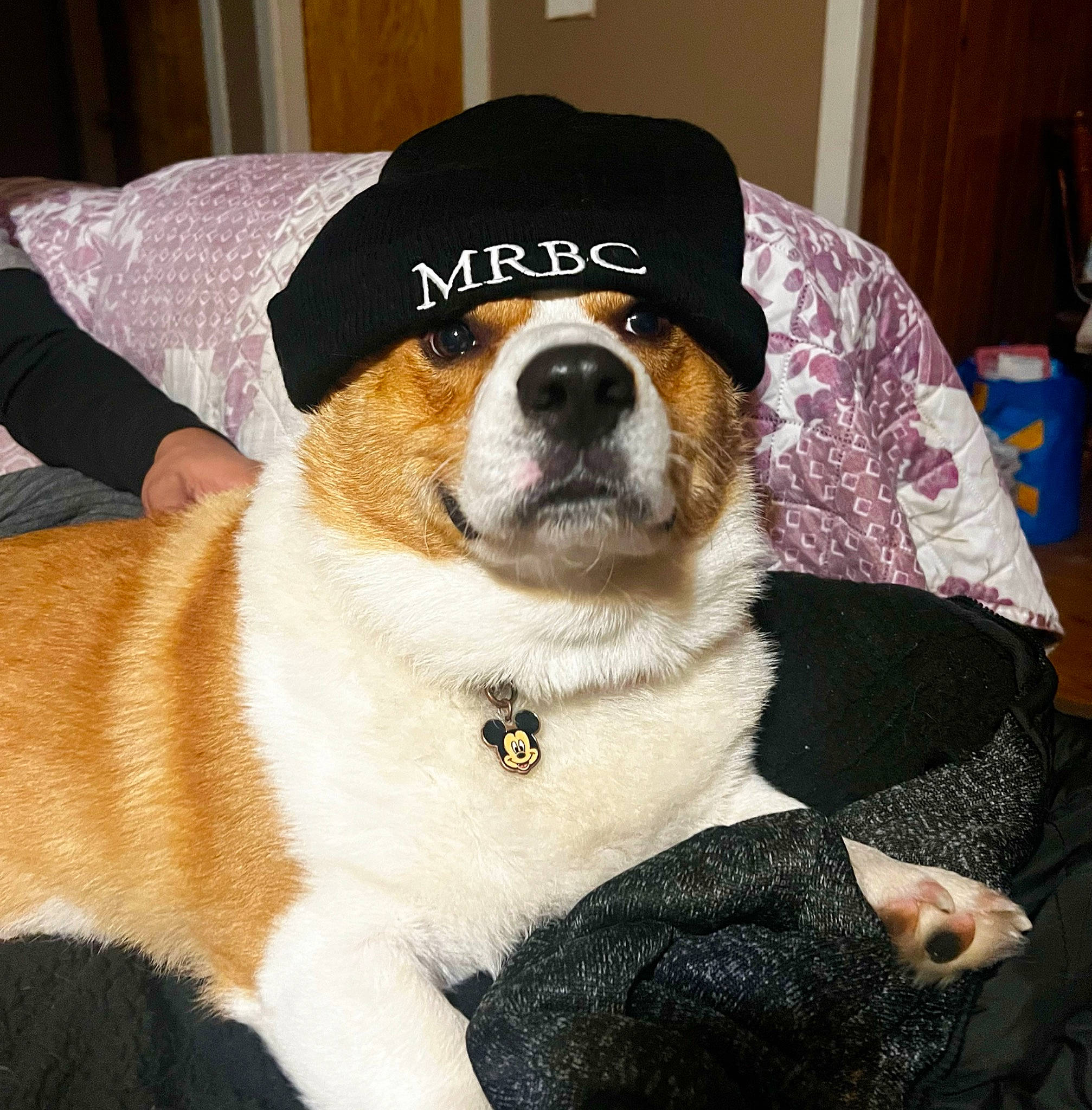 Mochi is registered to the contest to win money with this photo: beaglier, bored, canidae, carnivore, collar, comfort, companion_dog, dog, dog_breed, eyewear, fawn, fur, paw, snout, sporting_group, whiskers, working_animal