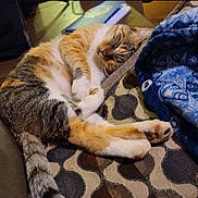 Tuna is registered to the contest to win money with this photo: cat, sleeping, couch, blanket, indoor, pet, feline, relaxation, cozy, patterned_fabric, tabby, paw, fur, whiskers, rest, domestic_animal, comfort, closeup, home, animal