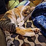 cat, sleeping, couch, blanket, indoor, pet, feline, relaxation, cozy, patterned_fabric, tabby, paw, fur, whiskers, rest, domestic_animal, comfort, closeup, home, animal