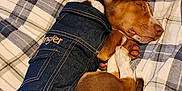 Winston Charles joined the competition — help win amazing prizes! dog, puppy, sleeping, denim_jacket, wrangler, plaid_blanket, brown_fur, white_paw, cute, pet, resting, indoor, cozy, fabric, folded_ear, small_dog, paw, blanket, fur, animal