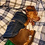 dog, puppy, sleeping, denim_jacket, wrangler, plaid_blanket, brown_fur, white_paw, cute, pet, resting, indoor, cozy, fabric, folded_ear, small_dog, paw, blanket, fur, animal