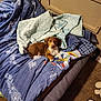 Winston Charles joined the competition — help win amazing prizes! puppy, dog, bed, blanket, blue_blanket, patterned_blanket, carpet, plush_toy, indoor, cute, pet, animal, brown_dog, white_dog, lying_down, cozy, looking_at_camera, room, furniture, relaxed