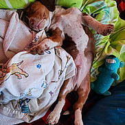 Winston Charles is registered to the contest to win money with this photo: puppy, sleeping, bed, blanket, plush_toy, paw, cozy, dog, resting, cute, indoor, soft, fur, relaxed, pink_nose, animal, pet, colorful, patterned_blanket, sleep