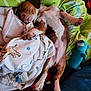 puppy, sleeping, bed, blanket, plush_toy, paw, cozy, dog, resting, cute, indoor, soft, fur, relaxed, pink_nose, animal, pet, colorful, patterned_blanket, sleep