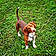Winston Charles