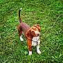 dog, grass, outdoor, pet, animal, brown, white, collar, ears, nose, tail, greenery, curious, looking_up, canine, nature, playful, standing, daylight, ground