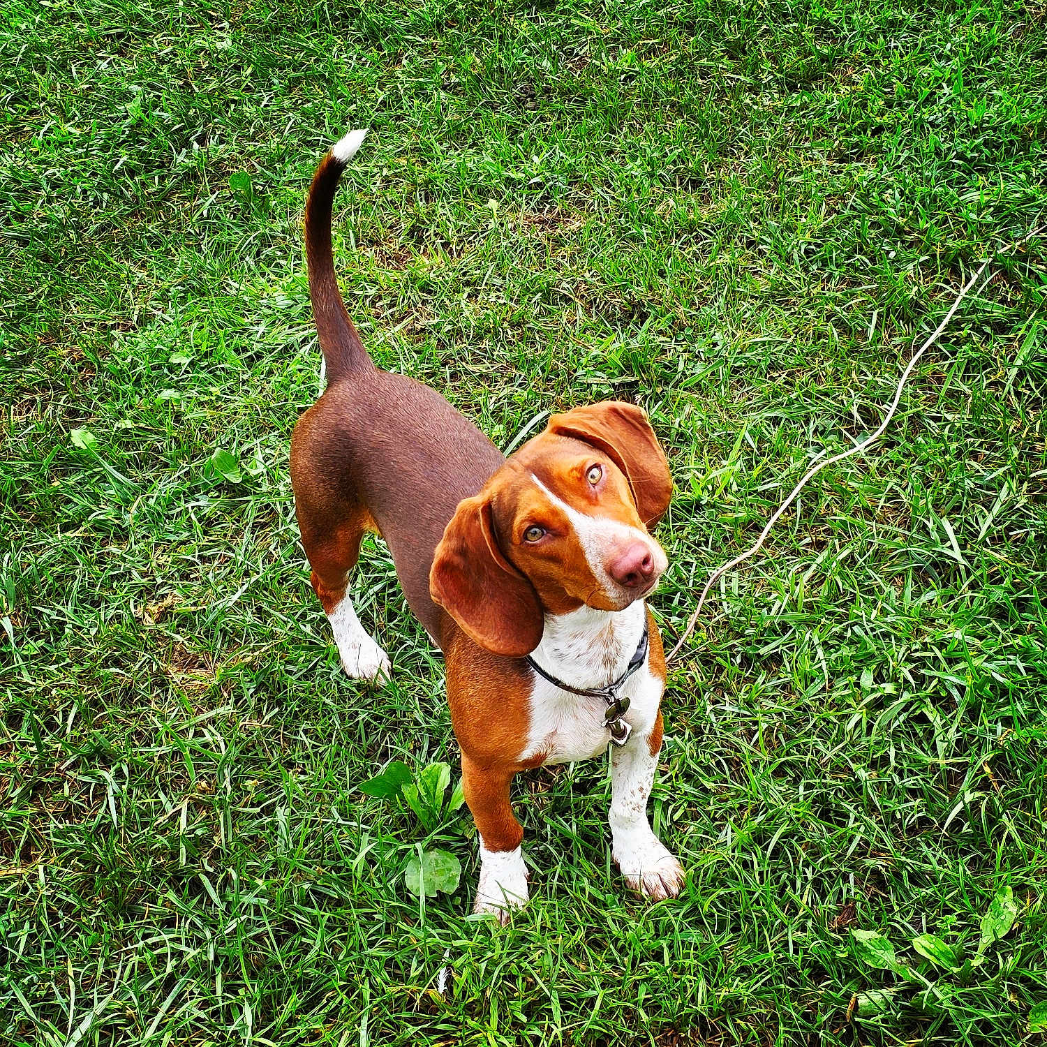 Winston Charles is registered to the contest to win money with this photo: dog, grass, outdoor, pet, animal, brown, white, collar, ears, nose, tail, greenery, curious, looking_up, canine, nature, playful, standing, daylight, ground