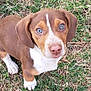 Winston Charles is registered to the contest to win money with this photo: puppy, dog, grass, outdoor, pet, young, brown, white, blue_eyes, cute, animal, canine, fur, looking_up, adorable, nature, small, mammal, playful, ears