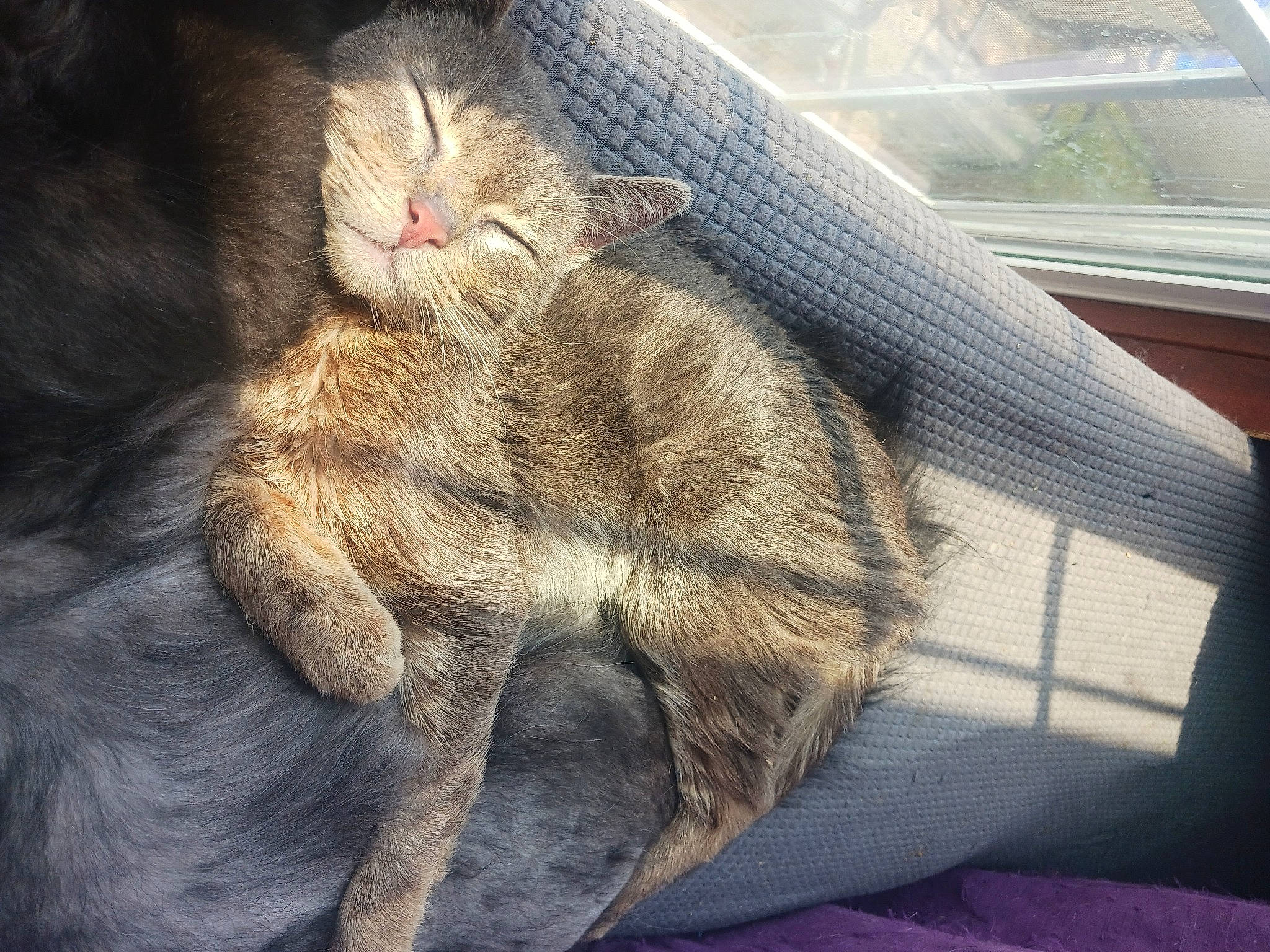 Chordeva is registered to the contest to win money with this photo: carnivore, cat, claw, comfort, domestic_short_haired_cat, fawn, felidae, foot, fur, human_leg, nap, paw, sleep, small_to_medium_sized_cats, snout, tail, terrestrial_animal, whiskers, window, windshield