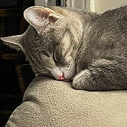 Nala is registered to the contest to win money with this photo: cat, sleeping, close_up, ear, whiskers, pink_nose, paw, gray_fur, sofa, cushion, upholstery, texture, indoor, pet, nap, peaceful, portrait, cozy, fur_detail, home