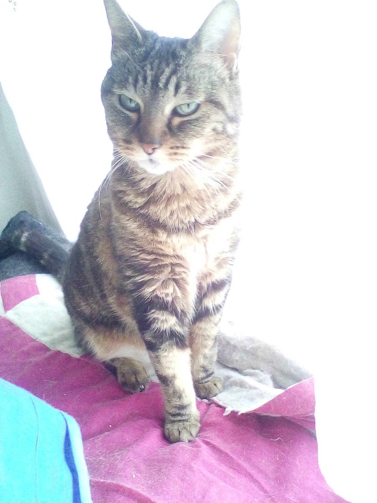 Coquine a rejoint le concours — aidez-le/la à gagner de superbes lots ! carnivore, cat, claw, close_up, comfort, domestic_short_haired_cat, felidae, fur, magenta, paw, sitting, small_to_medium_sized_cats, snout, tail, terrestrial_animal, whiskers