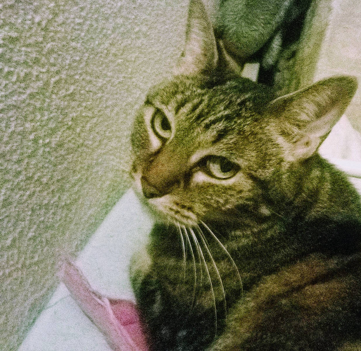 Coquine a rejoint le concours — aidez-le/la à gagner de superbes lots ! art, carnivore, cat, claw, domestic_short_haired_cat, felidae, fur, grass, illustration, small_to_medium_sized_cats, snout, terrestrial_animal, visual_arts, whiskers, wildlife