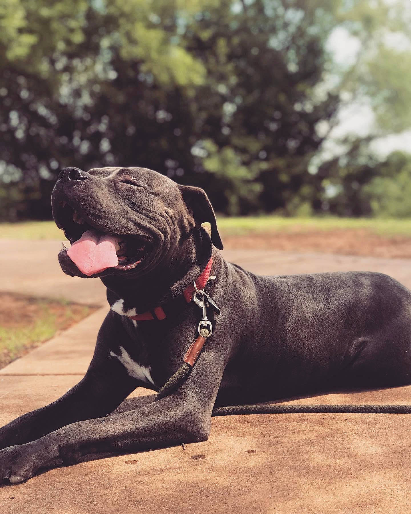 Coal joined the competition — help win amazing prizes! canidae, carnivore, collar, companion_dog, dog, dog_breed, dog_collar, dog_supply, fashion_accessory, fawn, grass, leash, personal_protective_equipment, pet_supply, plant, snout, sporting_group, terrestrial_animal, tree, working_animal