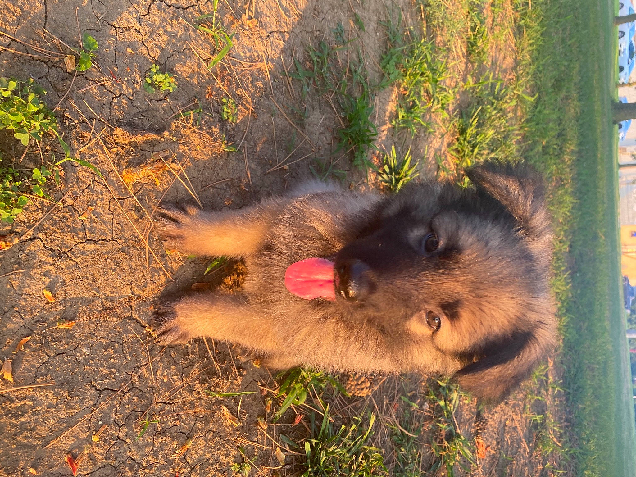 Thor joined the competition — help win amazing prizes! canidae, carnivore, dog, dog_breed, german_shepherd_dog, mammal, snout