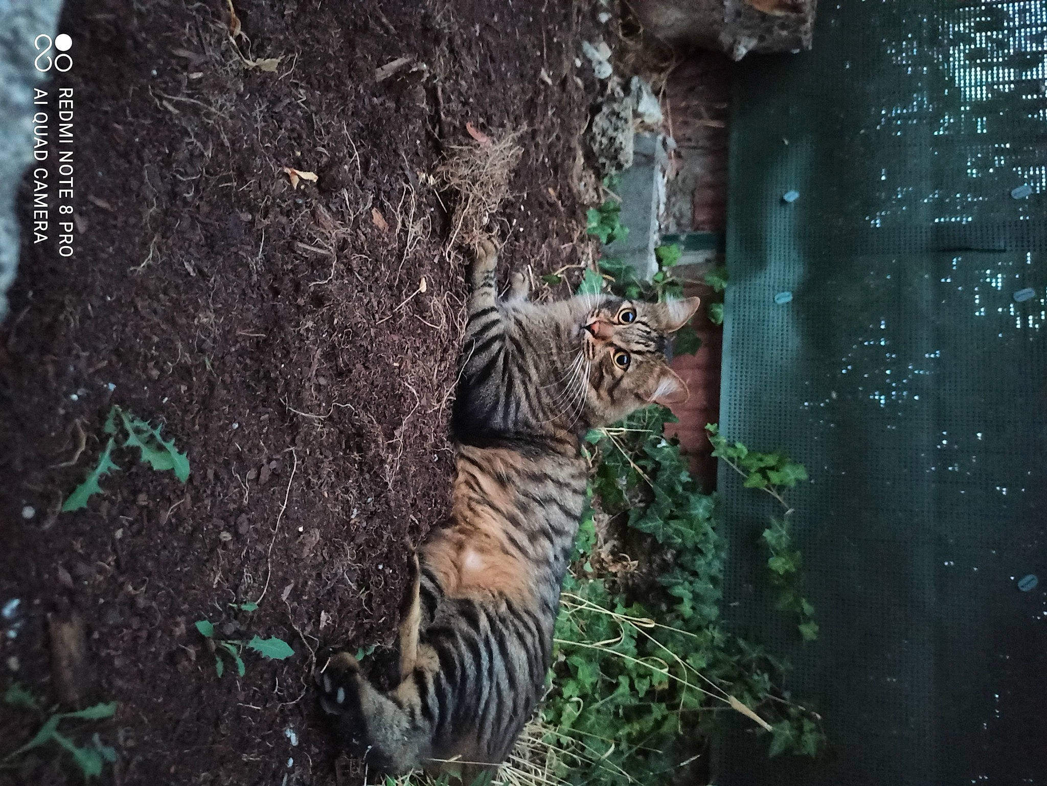 Simba participe au concours pour gagner de l'argent avec cette photo : adaptation, bengal_tiger, big_cats, carnivore, felidae, grass, leaf, natural_environment, organism, plant, siberian_tiger, snout, terrestrial_animal, terrestrial_plant, tiger, tree, trunk, vegetation, whiskers, wood