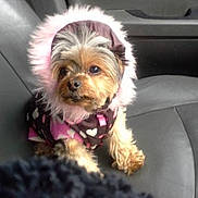 Jewels is registered to the contest to win money with this photo: dog, small_dog, puppy, clothing, hood, pink, brown, heart_pattern, fur, pet, car_seat, leather_seat, animal, cute, sitting, portrait, indoor, closeup, eyes, fur_clothing