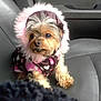 dog, small_dog, puppy, clothing, hood, pink, brown, heart_pattern, fur, pet, car_seat, leather_seat, animal, cute, sitting, portrait, indoor, closeup, eyes, fur_clothing