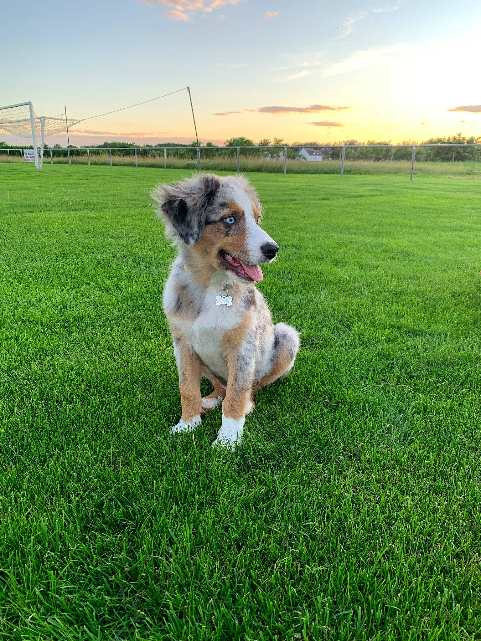 Sam participe au concours pour gagner de l'argent avec cette photo : canidae, carnivore, cloud, companion_dog, dog, dog_breed, fawn, grass, grassland, herbaceous_plant, lawn, mammal, pasture, plant, sky, sporting_group, sunlight, tail, tree, working_dog