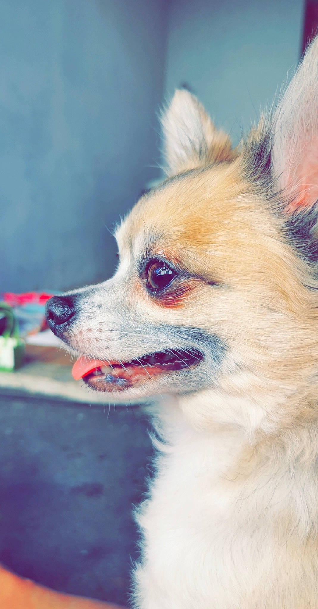 Guizmo a rejoint le concours — aidez-le/la à gagner de superbes lots ! carnivore, collar, companion_dog, dog, dog_breed, dog_supply, ear, electric_blue, eye, fawn, fur, happy, head, jaw, sky, snout, sporting_group, terrestrial_animal, whiskers, working_animal