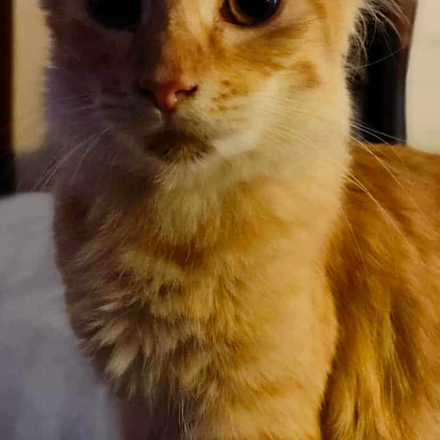 Leo joined the competition — help win amazing prizes! animal, bed, cat, close_up, cozy, curious, cute, domestic_animal, ears, eyes, feline, fur, indoor, mammal, orange_tabby, pet, portrait, sitting, soft_light, whiskers