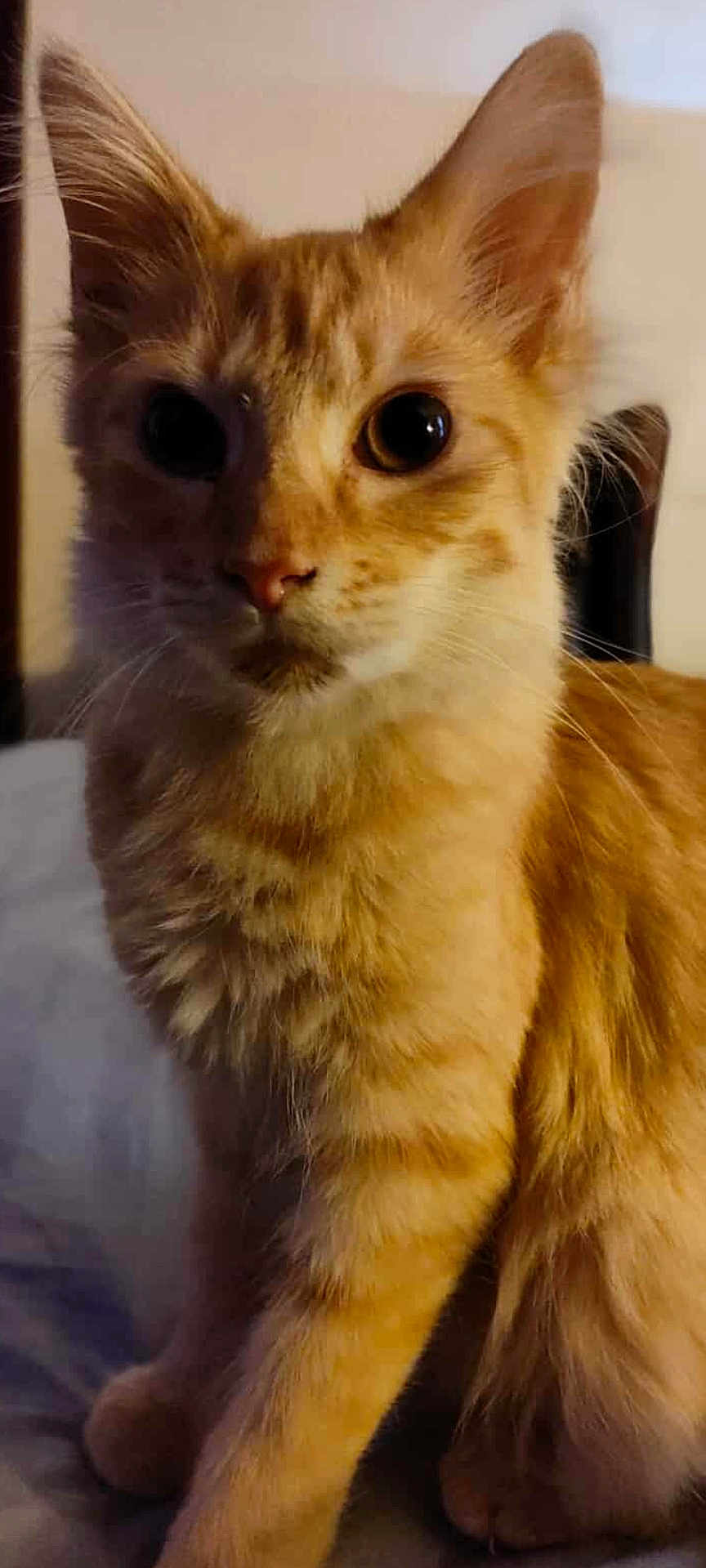Leo joined the competition — help win amazing prizes! cat, orange_tabby, pet, feline, close_up, curious, whiskers, ears, eyes, fur, animal, domestic_animal, indoor, soft_light, sitting, cute, portrait, mammal, bed, cozy
