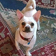 Neko is registered to the contest to win money with this photo: dog, small_dog, white_dog, perky_ears, curled_tail, collar, tag, looking_up, carpet, patterned_rug, indoor, floor, pet, animal, cute, friendly, curious, standing, canine, domestic