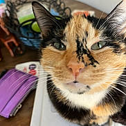 Pumpkin is registered to the contest to win money with this photo: cat, calico, close_up, fur, whiskers, table, paper, pouch, indoor, curious, pet, animal, face, ears, green_eyes, domestic_cat, closeup, feline, sitting, household