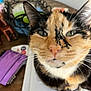 cat, calico, close_up, fur, whiskers, table, paper, pouch, indoor, curious, pet, animal, face, ears, green_eyes, domestic_cat, closeup, feline, sitting, household
