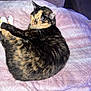 Pumpkin is registered to the contest to win money with this photo: cat, tortoiseshell, feline, pet, sleeping, relaxed, curled_up, blanket, pink, soft, indoor, fur, whiskers, cozy, comfort, animal, resting, domestic, cute, quiet