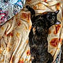 Louise is registered to the contest to win money with this photo: cat, tortoiseshell_cat, blanket, patterned_blanket, orange_spots, red_spots, cozy, relaxed, lying_down, pet, feline, fur, whiskers, indoor, soft_texture, bedroom, resting, cute, animal, companion