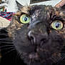 Louise joined the competition — help win amazing prizes! cat, tortoiseshell, close_up, green_eyes, whiskers, curious, indoor, pet, feline, face, nose, ears, fur, animal, domestic, close, portrait, couch, blurred_background, household