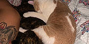 Louise is registered to the contest to win money with this photo: cat, cats, snuggling, bed, quilt, floral_pattern, tattoo, leg, sleeping, pet, animal, cute, feline, fur, cozy, resting, indoor, closeup, companion, comfort