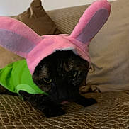 Louise is registered to the contest to win money with this photo: cat, pet, costume, bunny_ears, pink, green, couch, indoor, animal, fur, face, ears, closeup, feline, resting, brown, texture, cute, playful, expression