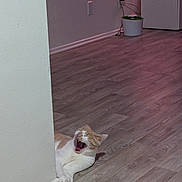 Gene is registered to the contest to win money with this photo: cat, orange_cat, white_cat, yawning, floor, wooden_floor, indoor, wall, relaxed, pet, animal, feline, home, resting, cute, domestic_cat, lazy, cozy, playful, sleepy