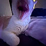 Gene is registered to the contest to win money with this photo: cat, yawning, pet, animal, feline, blurred, indoor, cozy, blanket, fur, mouth, sleepy, dim_light, whiskers, paw, resting, closeup, cute, domestic_animal, relaxing