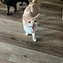 Gene joined the competition — help win amazing prizes! cat, cats, floor, wood_floor, indoor, pet, animal, feline, meowing, curious, light_colored_cat, dark_colored_cat, whiskers, ears, tail, walking, looking, domestic_animal, two_cats, home