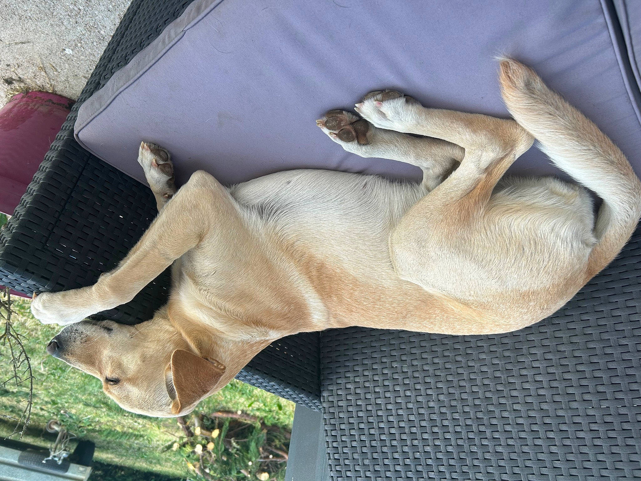 Sahara participe au concours pour gagner de l'argent avec cette photo : art, comfort, elbow, fawn, foot, fur, gesture, grass, human_leg, knee, linens, mammal, paw, sculpture, statue, tail, thigh, toe, window, wrist