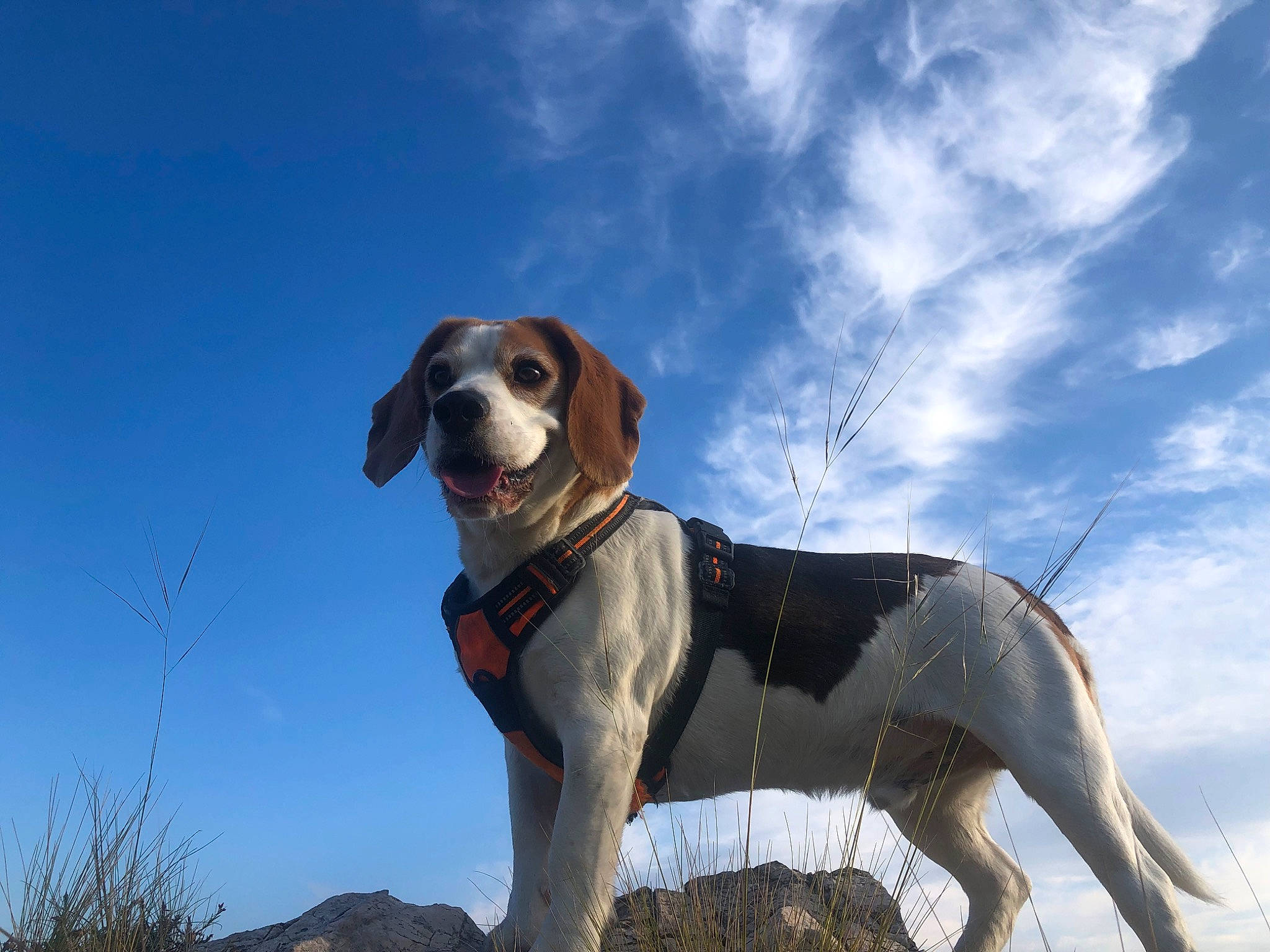 Onil a rejoint le concours — aidez-le/la à gagner de superbes lots ! canidae, carnivore, cloud, collar, companion_dog, dog, dog_breed, dog_collar, fawn, gun_dog, hound, hunting_dog, landscape, sky, snout, sporting_group, working_animal, working_dog