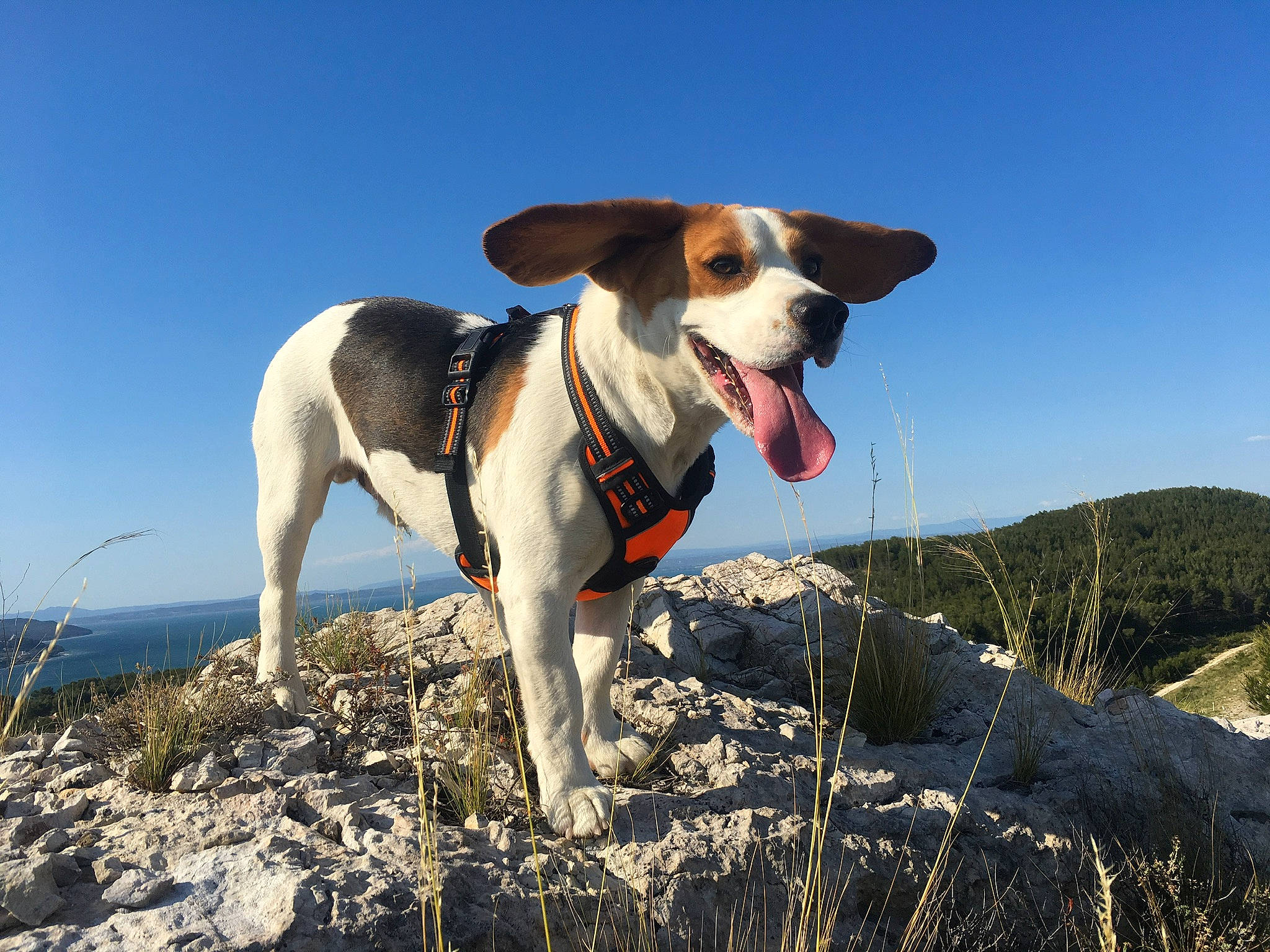 Onil a rejoint le concours — aidez-le/la à gagner de superbes lots ! canidae, carnivore, collar, companion_dog, dog, dog_breed, dog_collar, dog_supply, fawn, landscape, leash, mountain, recreation, rock, sky, slope, sporting_group, walking, water, working_animal