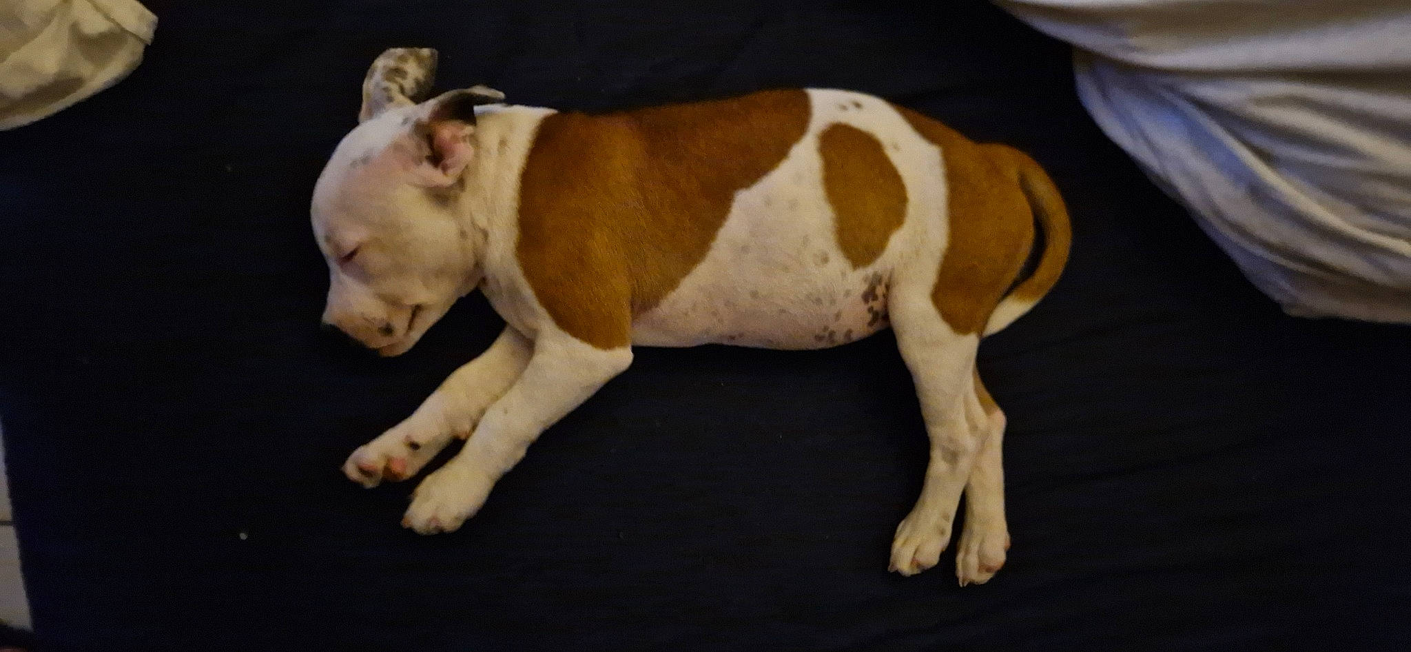 Kassie participe au concours pour gagner de l'argent avec cette photo : ancient_dog_breeds, canidae, carnivore, companion_dog, dog, dog_breed, fawn, liver, non_sporting_group, paw, snout, sporting_group, tail, terrestrial_animal, toy, working_animal