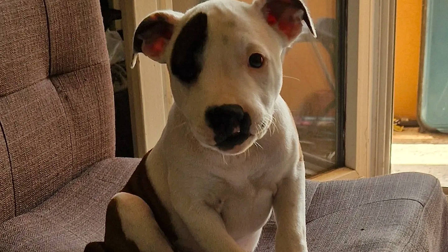 Kassie participe au concours pour gagner de l'argent avec cette photo : ancient_dog_breeds, bull_and_terrier, canidae, carnivore, collar, companion_dog, couch, dog, dog_breed, dog_collar, dogo_argentino, dogo_guatemalteco, fawn, non_sporting_group, snout, sporting_group, terrestrial_animal, terrier, whiskers, working_animal