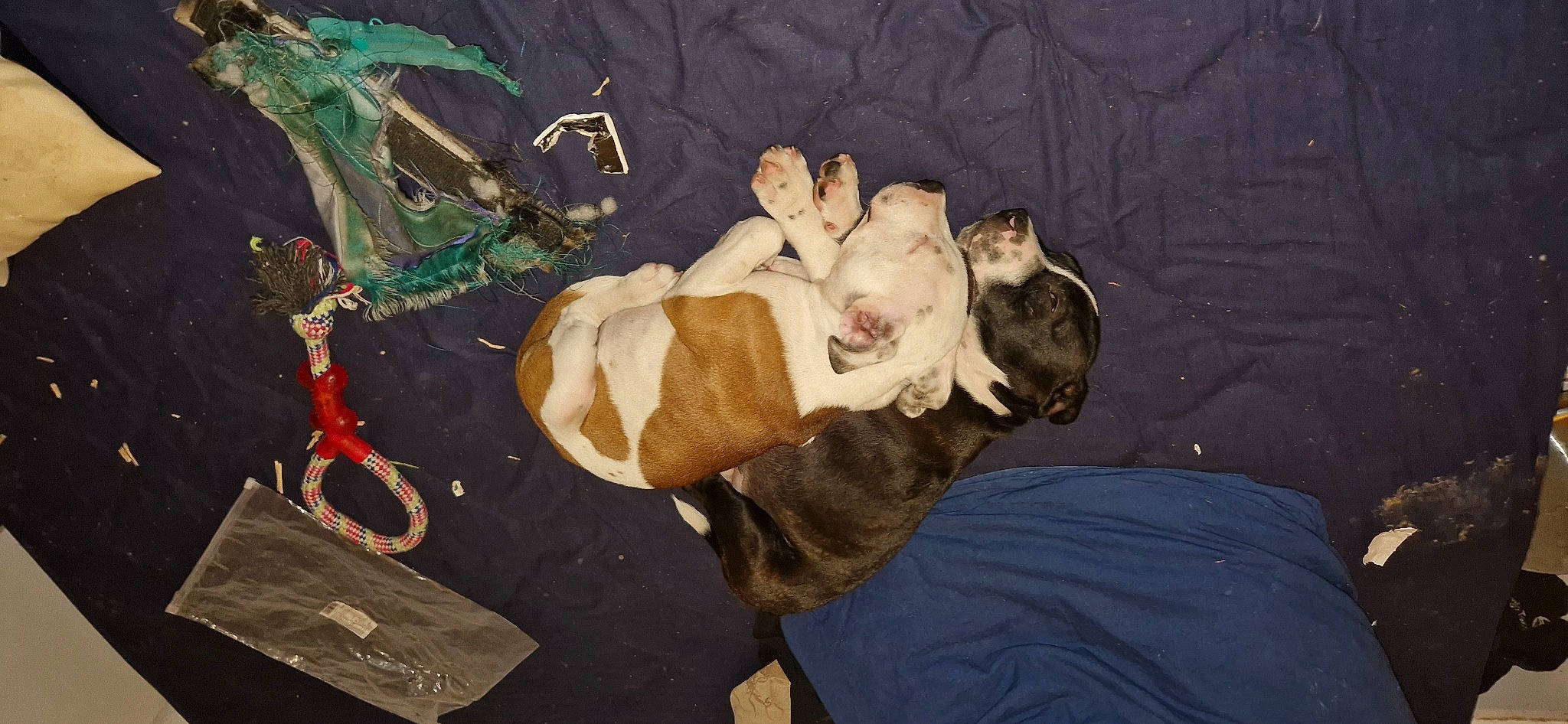 Kassie a rejoint le concours — aidez-le/la à gagner de superbes lots ! art, canidae, carnivore, comfort, companion_dog, darkness, dog, dog_breed, fawn, felidae, fun, fur, non_sporting_group, painting, room, sporting_group, still_life, tail, toy, visual_arts