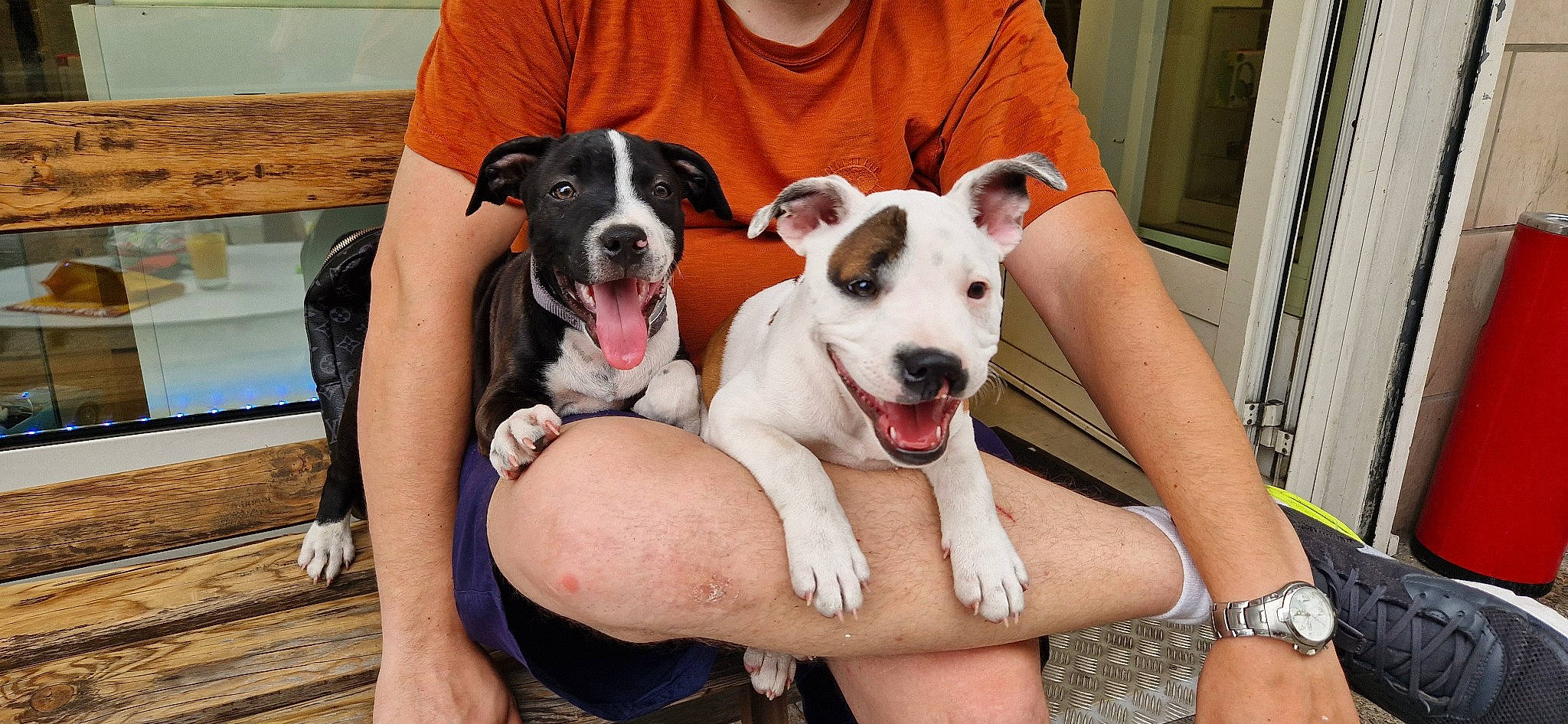 Kassie a rejoint le concours — aidez-le/la à gagner de superbes lots ! canidae, carnivore, collar, companion_dog, dog, dog_breed, dog_collar, dog_supply, fawn, guard_dog, non_sporting_group, paw, recreation, smile, snout, sporting_group, watch, working_animal, working_dog