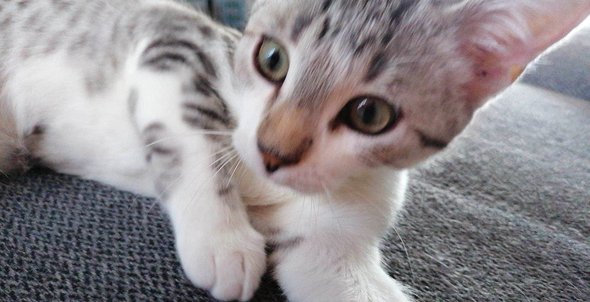 Volt a rejoint le concours — aidez-le/la à gagner de superbes lots ! carnivore, cat, claw, domestic_short_haired_cat, felidae, fur, paw, small_to_medium_sized_cats, tail, terrestrial_animal, whiskers, window