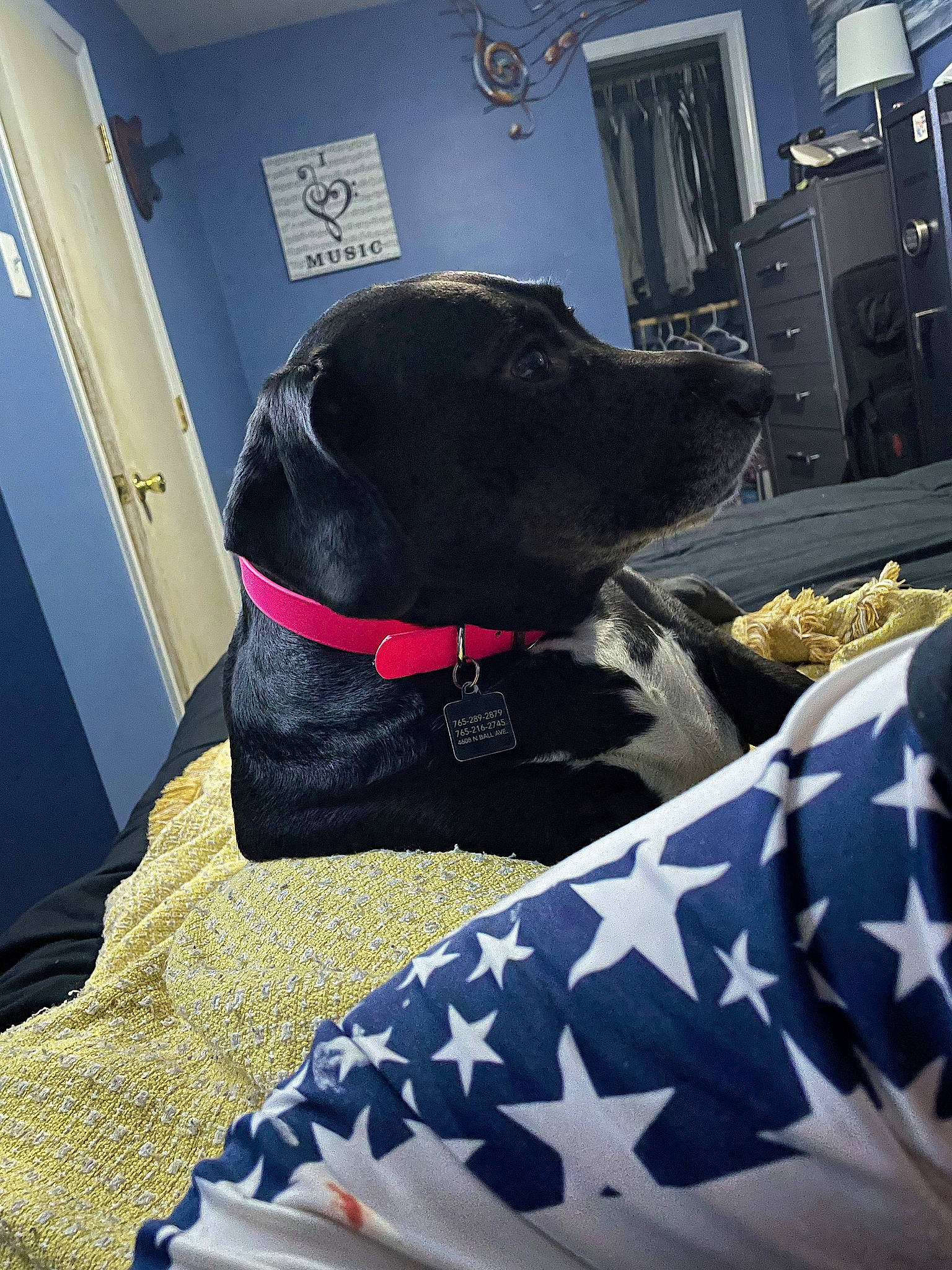 Lola is registered to the contest to win money with this photo: canidae, carnivore, collar, comfort, companion_dog, couch, dog, dog_breed, dog_collar, dog_supply, door, fawn, gun_dog, liver, pet_supply, picture_frame, retriever, snout, sporting_group, working_animal