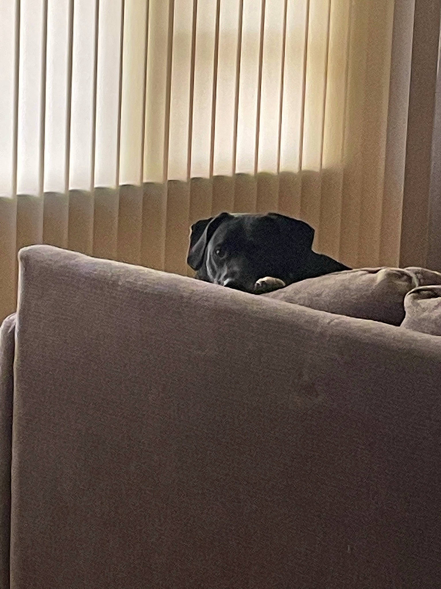 Lola joined the competition — help win amazing prizes! brown, carnivore, comfort, companion_dog, darkness, dog, dog_breed, flooring, hardwood, linens, rectangle, room, shade, shadow, sporting_group, studio_couch, tints_and_shades, window_treatment, wood, working_animal