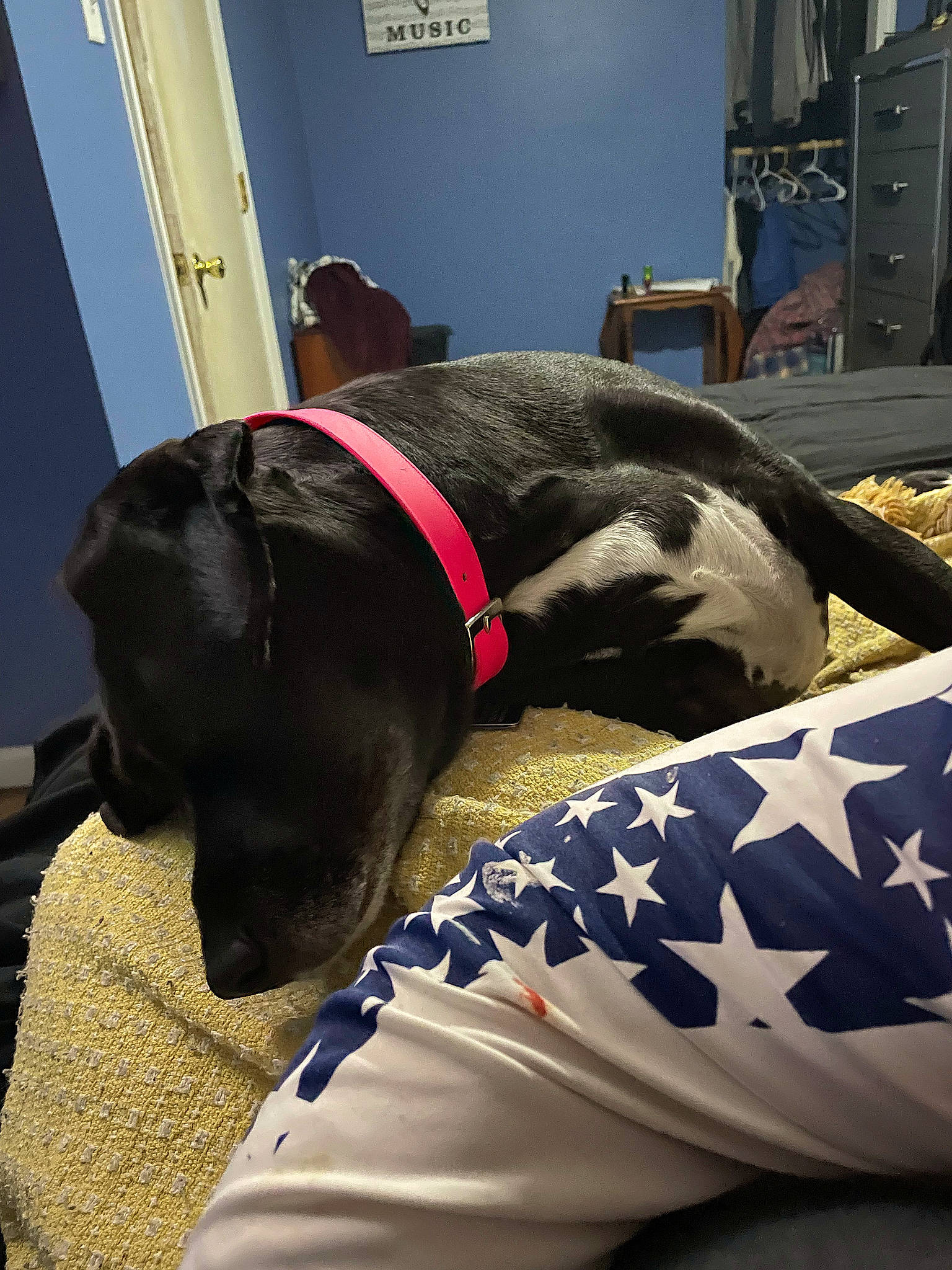 Lola joined the competition — help win amazing prizes! cabinetry, canidae, carnivore, collar, comfort, companion_dog, dog, dog_breed, dog_collar, fawn, fur, guard_dog, liver, mammal, nap, pet_supply, snout, sporting_group, vertebrate, working_animal